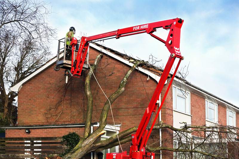 Tree Removal Hiram