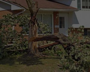 fallen-tree-after-a-storm-emergency