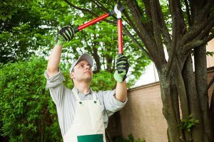 Maintaining A Tree In The Vegas Valley