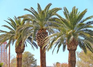 Maintaining Palm Trees In The Vegas Valley