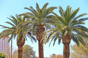 Maintaining Palm Trees In The Vegas Valley