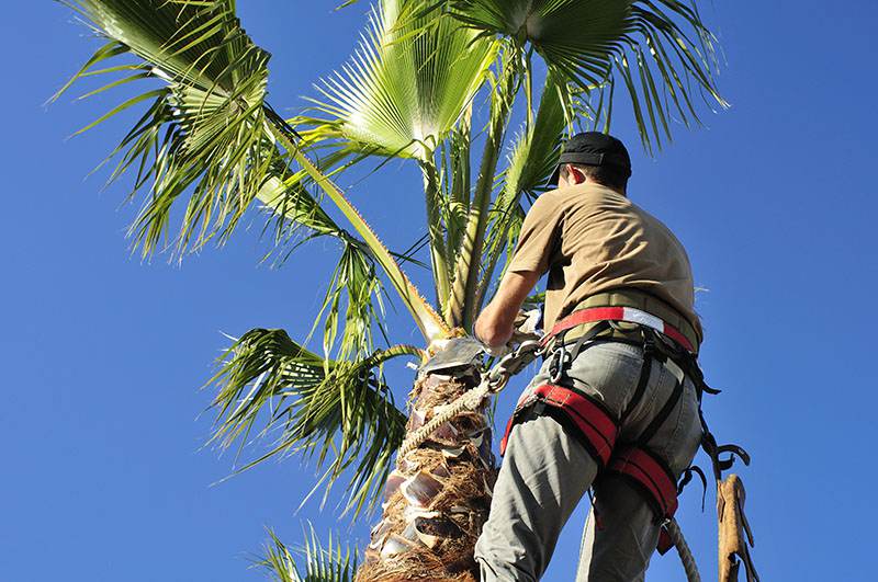 Palm Tree Care Trimming Las Vegas NV