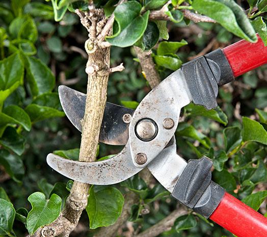 Pruning Trees Las Vegas Nevada