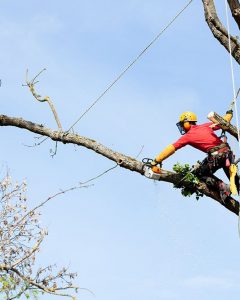 An arborist cutting a tree with a chainsaw