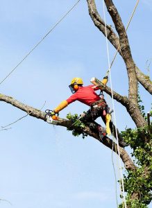 An arborist cutting a tree with a chainsaw