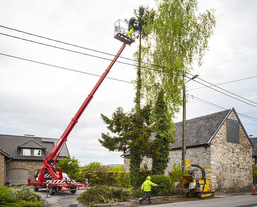 Tree Maintenance Las Vegas NV