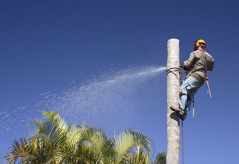 Tree Removal Las Vegas NV