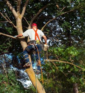 Tree Surgeon Pruning A Tree