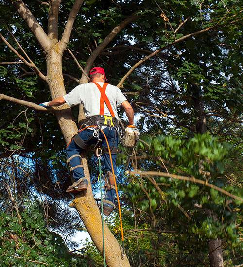 Tree Surgeon Pruning A Tree