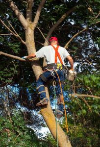 Tree Surgeon Pruning A Tree
