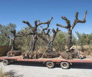 Tree Transplanting Las Vegas NV