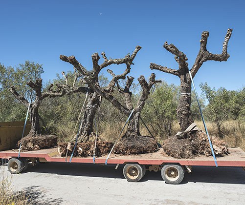 Tree Transplanting Las Vegas NV