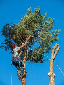Tree Trimming Las Vegas NV