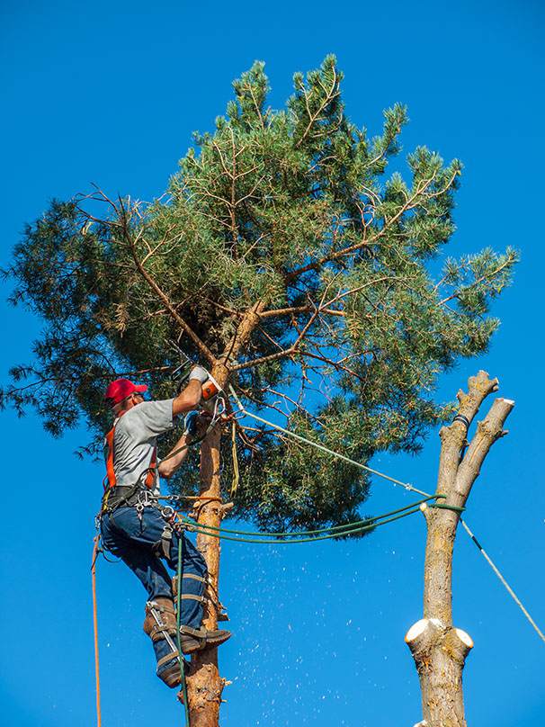 Tree Trimming Las Vegas Tree Removal Pros