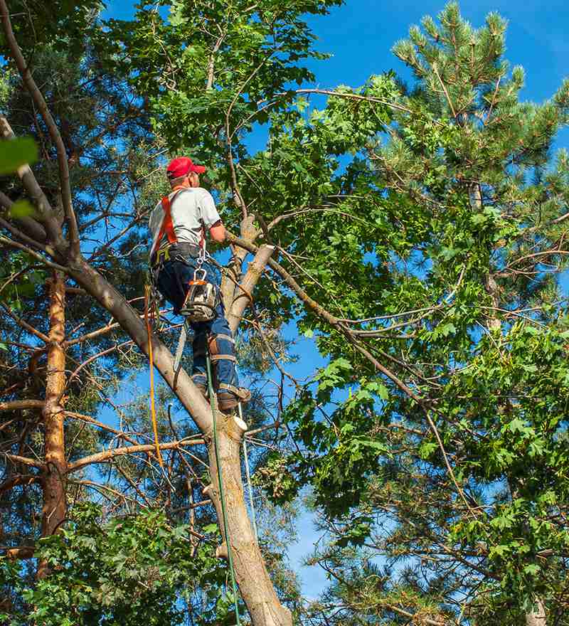 arborist tree surgeon Las Vegas NV 89145