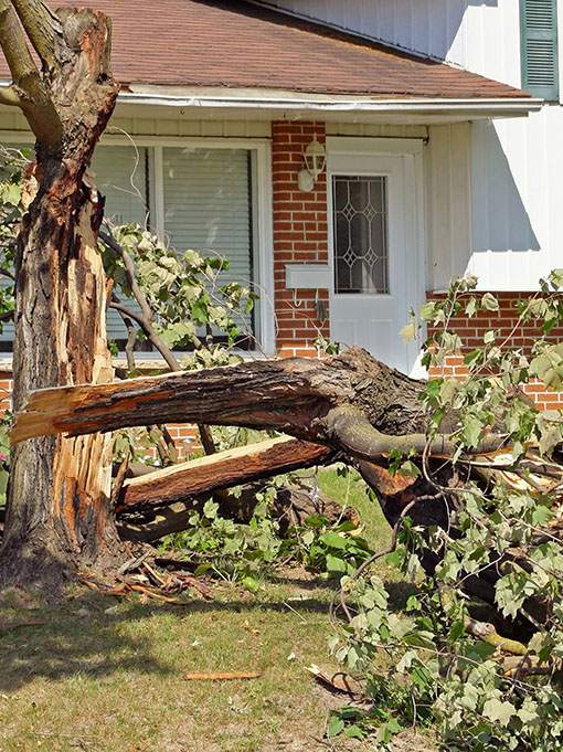 fallen tree after a storm emergency Las Vegas NV 89145