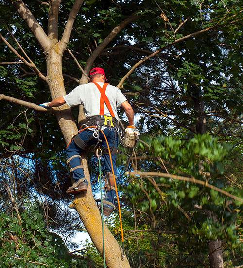 tree surgeon pruning a tree Las Vegas NV 89145